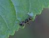 Formica sp.